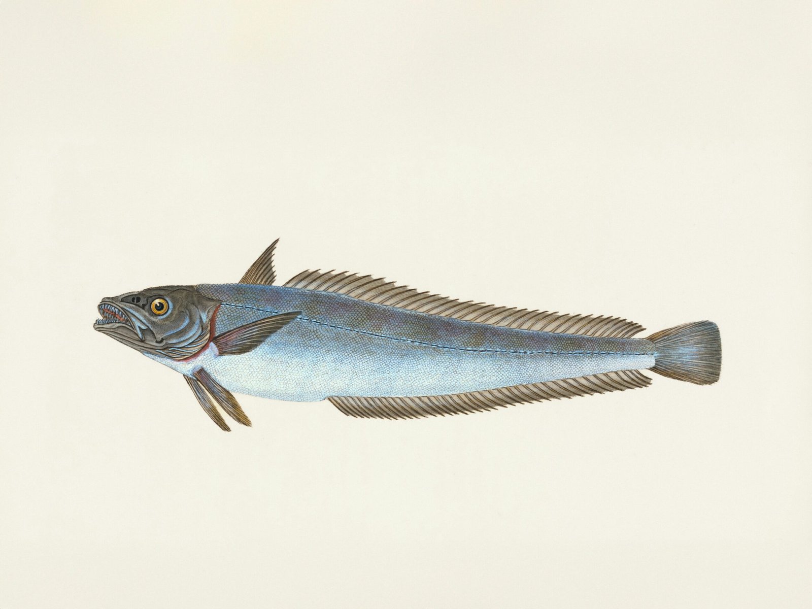Albacore Tuna