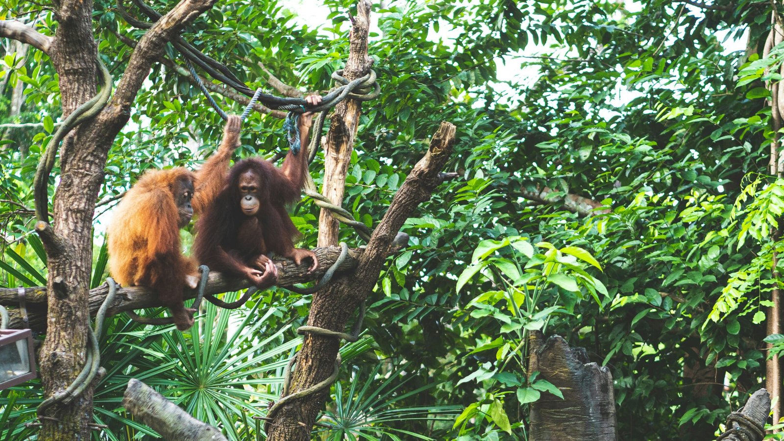 Orangutans