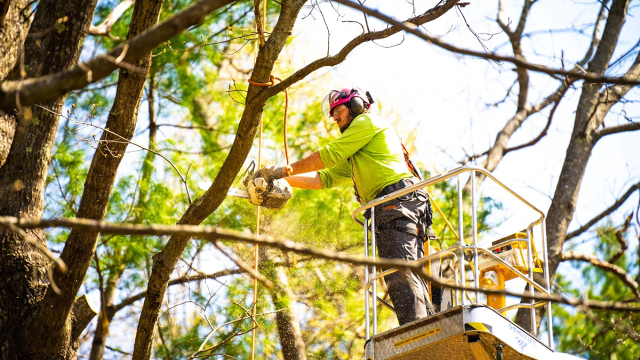Why Tree Removal is a Job for the Experts