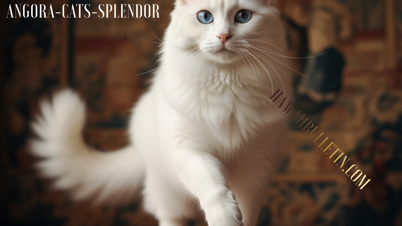 angora-cats-splendor
